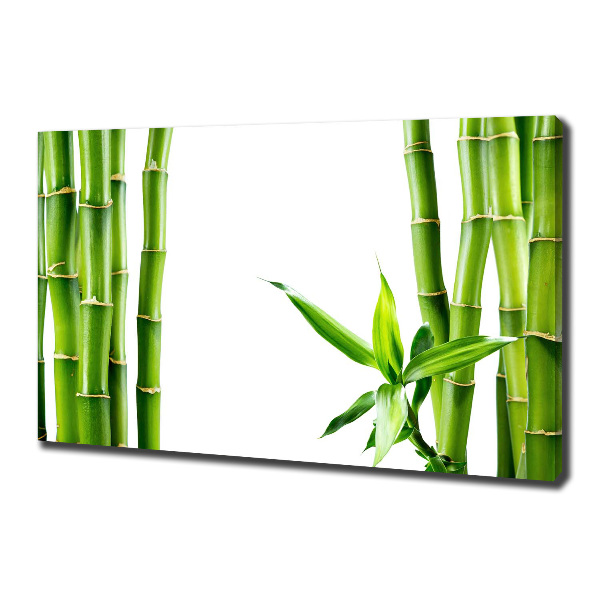 Fotobild Bambus