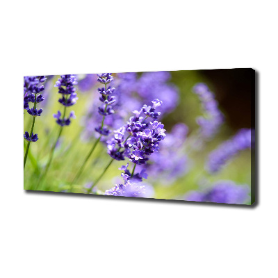Wandbild Lavendel