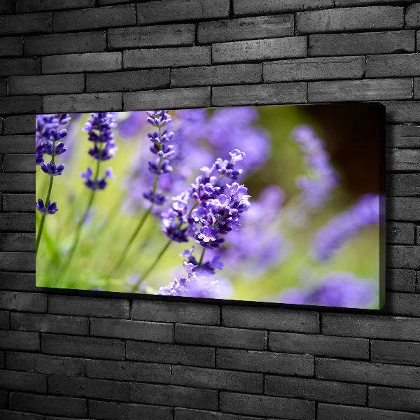 Wandbild Lavendel