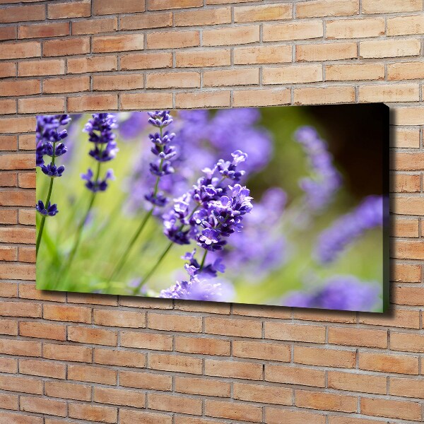 Wandbild Lavendel