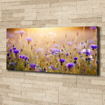 Fotobild Wildblumen