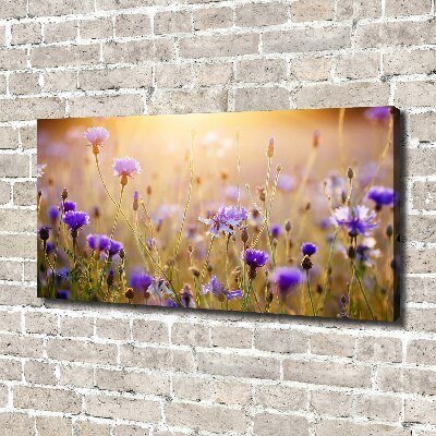 Fotobild Wildblumen