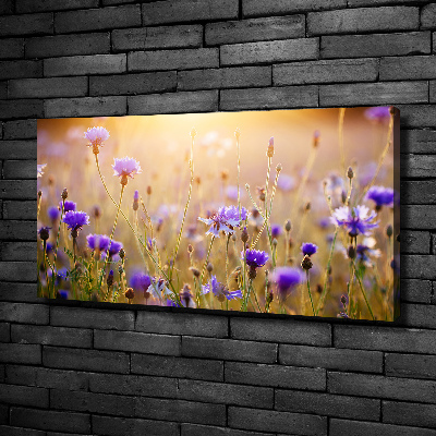 Fotobild Wildblumen