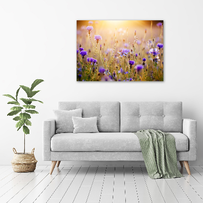 Fotobild Wildblumen