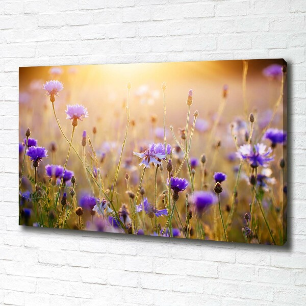 Fotobild Wildblumen