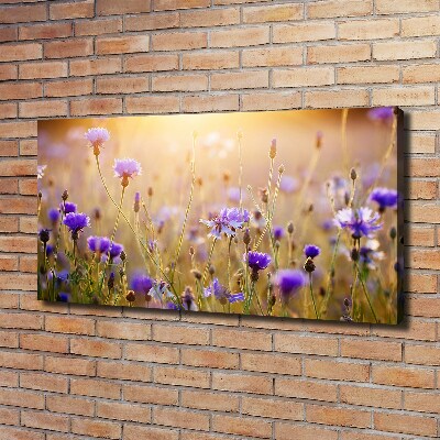Fotobild Wildblumen