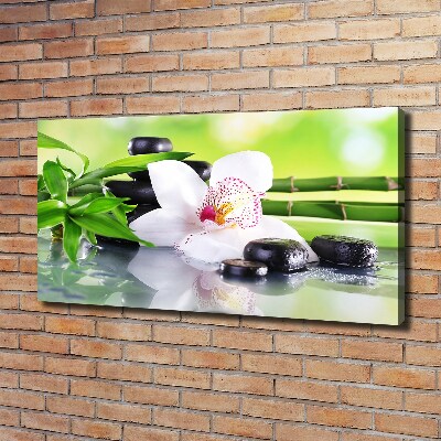 Fotobild Orchidee