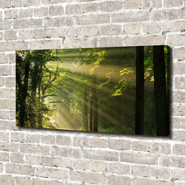 Bild auf leinwand Wald in der Sonne