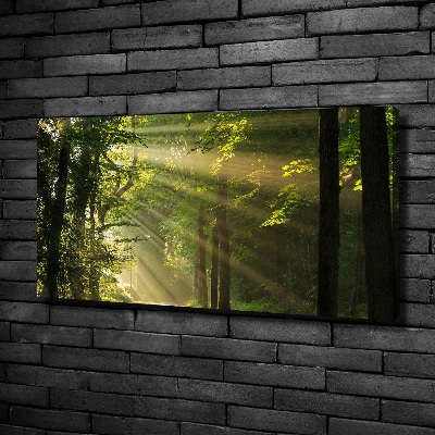 Bild auf leinwand Wald in der Sonne