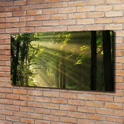 Bild auf leinwand Wald in der Sonne