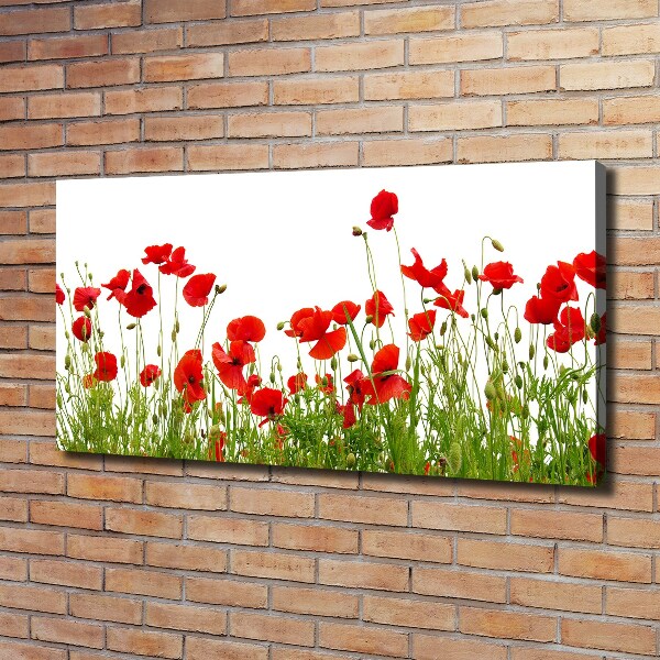 Bild auf leinwand Mohnblumen