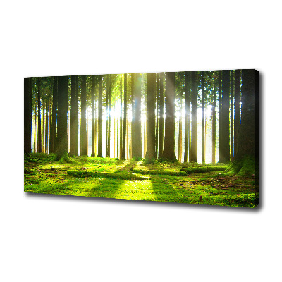 Wandbild Wald in der Sonne