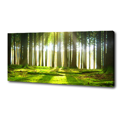 Wandbild Wald in der Sonne