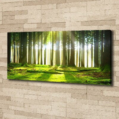 Wandbild Wald in der Sonne