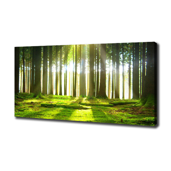 Wandbild Wald in der Sonne