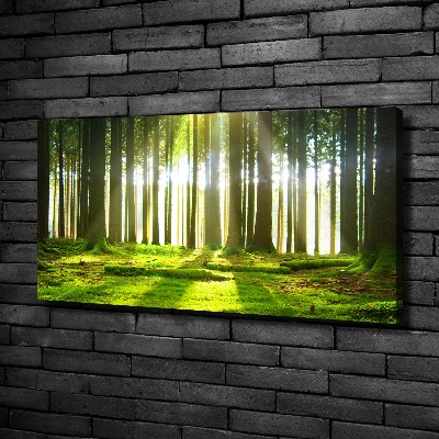 Wandbild Wald in der Sonne