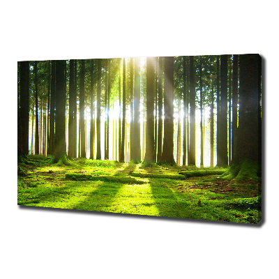 Wandbild Wald in der Sonne