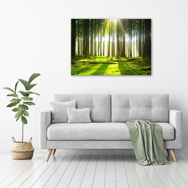 Wandbild Wald in der Sonne