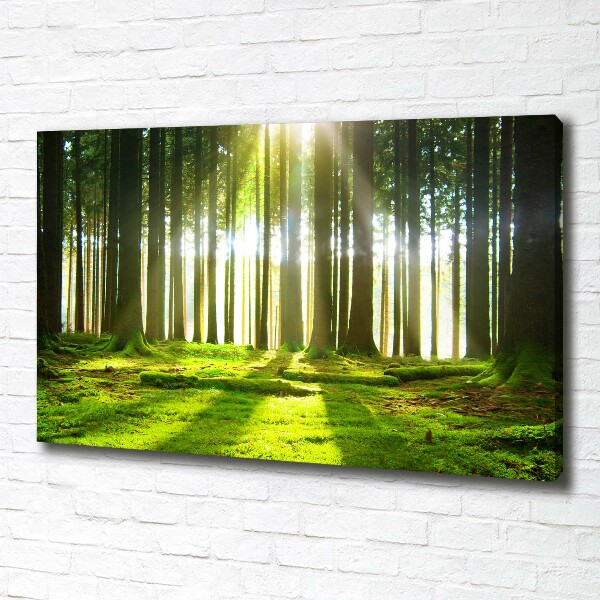 Wandbild Wald in der Sonne
