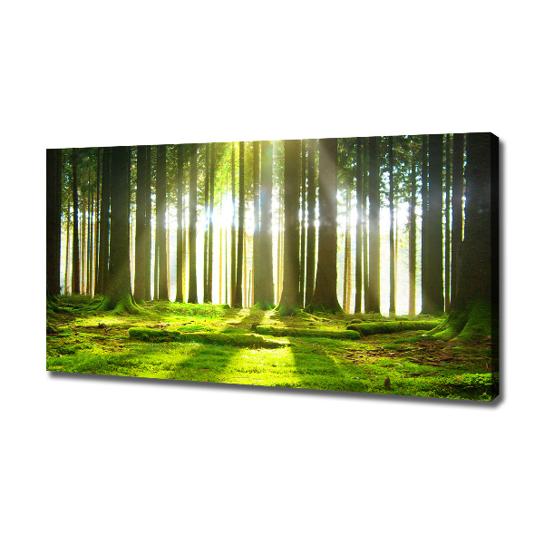 Wandbild Wald in der Sonne