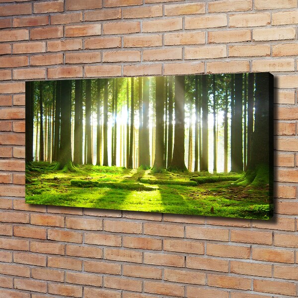Wandbild Wald in der Sonne