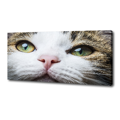 Bild auf leinwand Grüne Katzenaugen