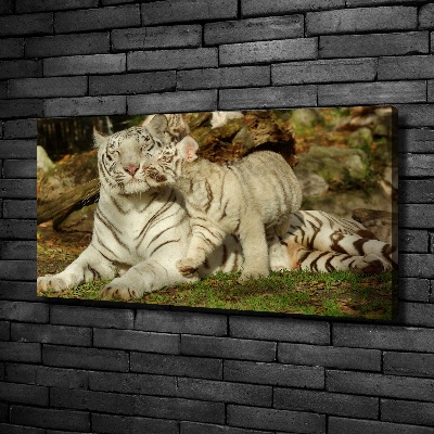 Fotobild Tiger