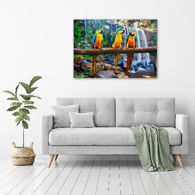 Bild auf leinwand Papageien auf einem Ast