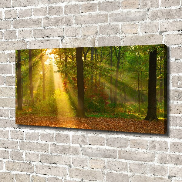 Bild auf leinwand Wald in der Sonne