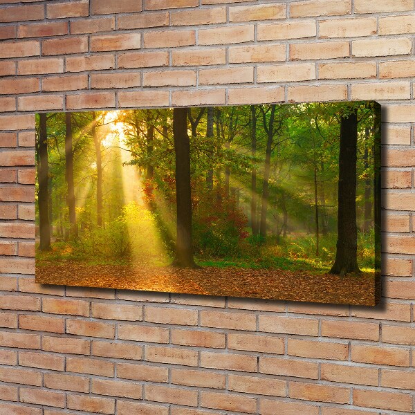 Bild auf leinwand Wald in der Sonne