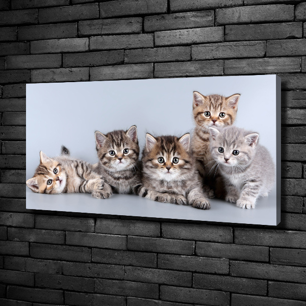 Wandbild Fünf Katzen