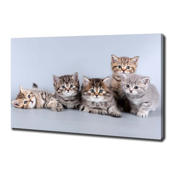 Wandbild Fünf Katzen