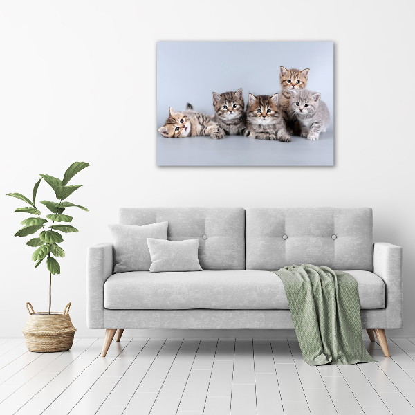 Wandbild Fünf Katzen
