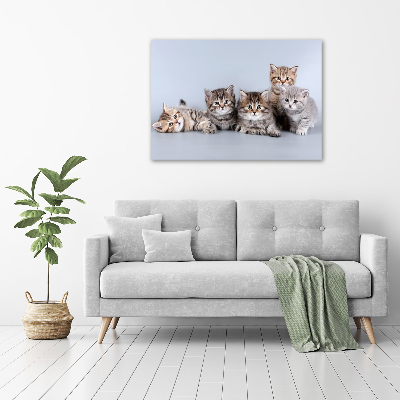 Wandbild Fünf Katzen