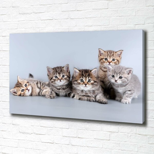 Wandbild Fünf Katzen