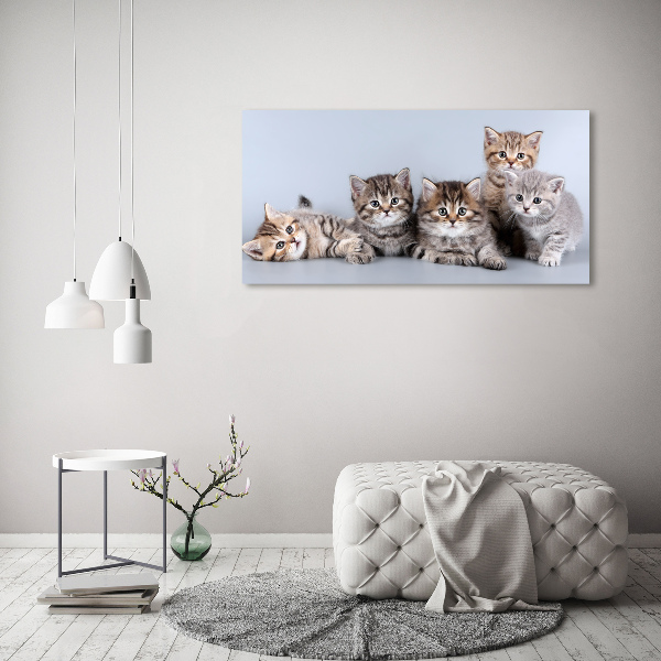 Wandbild Fünf Katzen