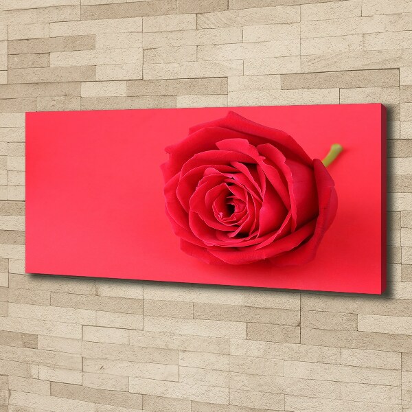 Wandbild Rote Rose