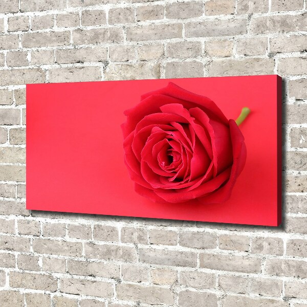 Wandbild Rote Rose