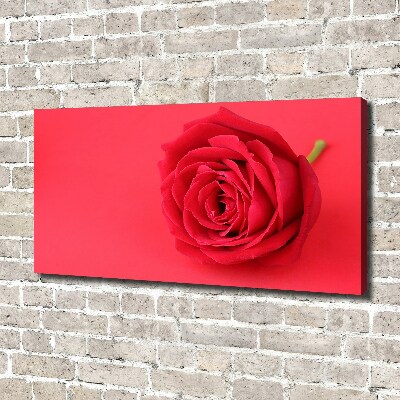 Wandbild Rote Rose