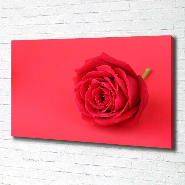 Wandbild Rote Rose
