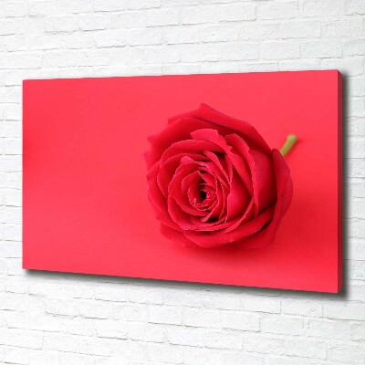 Wandbild Rote Rose