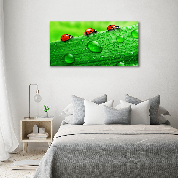 Bild auf leinwand Marienkäfer auf dem Gras