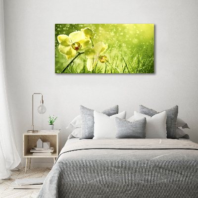 Fotobild Orchidee
