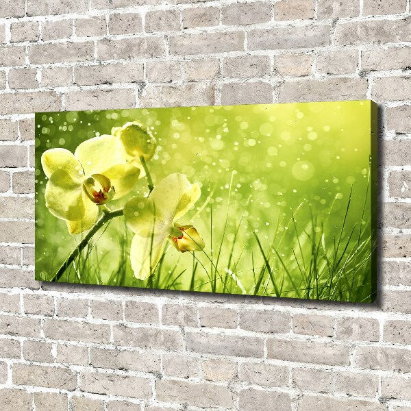 Fotobild Orchidee