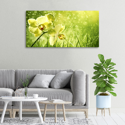 Fotobild Orchidee