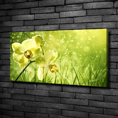 Fotobild Orchidee