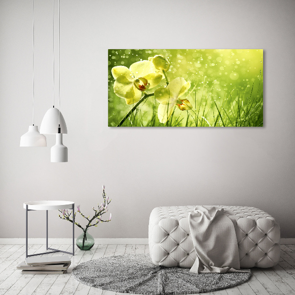 Fotobild Orchidee