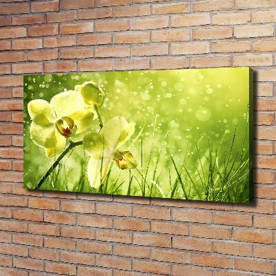 Fotobild Orchidee