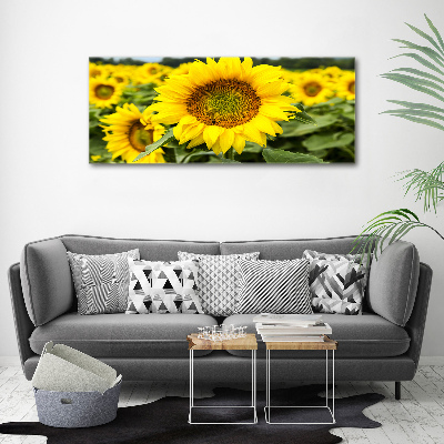 Wandbild Ein Sonnenblumenfeld
