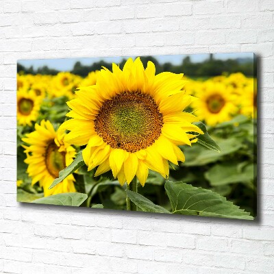 Wandbild Ein Sonnenblumenfeld